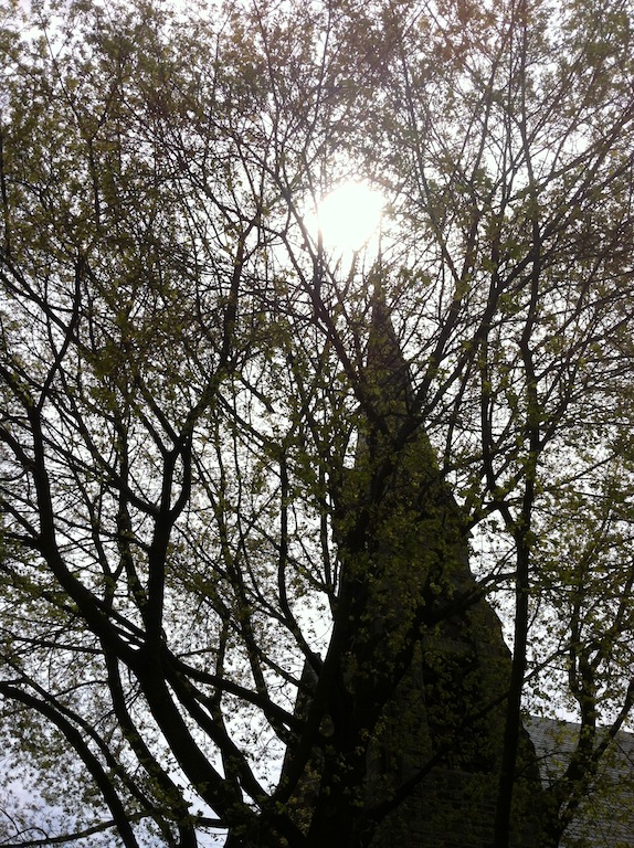steeple treescape