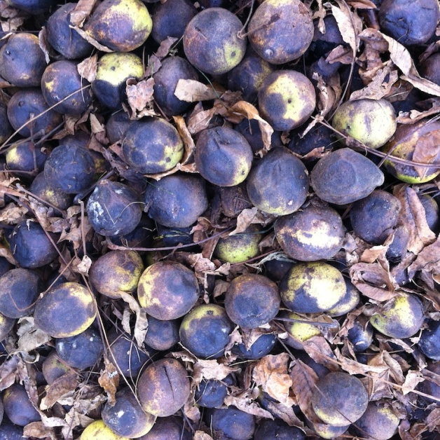 black walnuts
