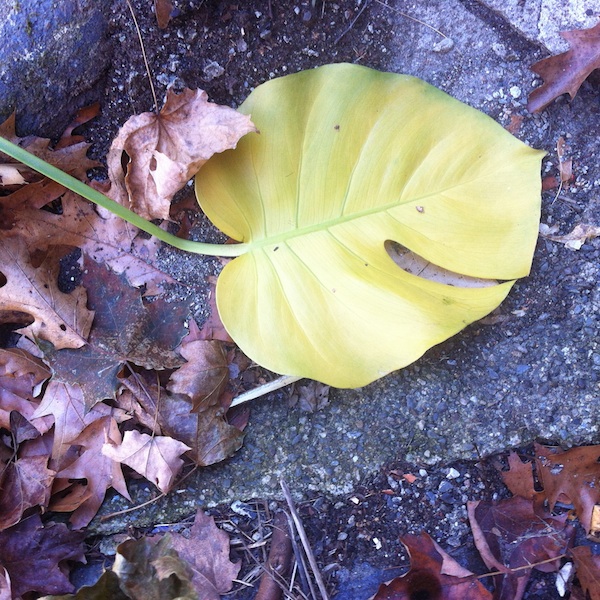 split leaf philodendron autumn