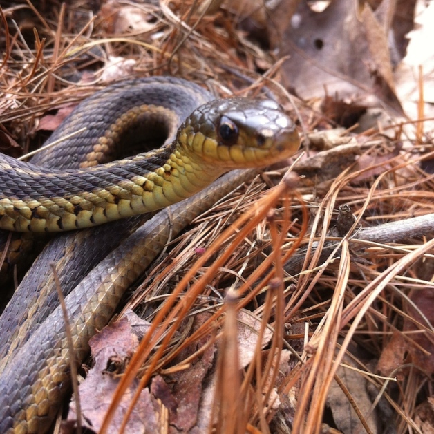 spring garter snake vermont