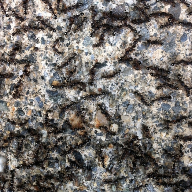 sidewalk ants