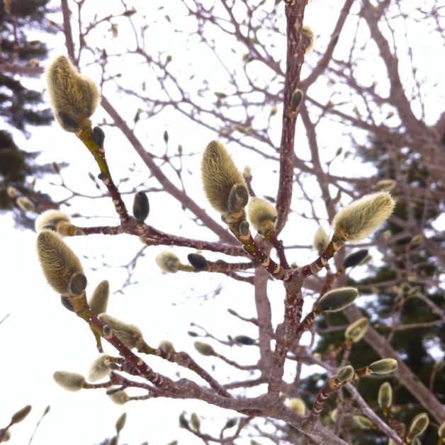 magnolia buds march meetinghouse hill brattleboro