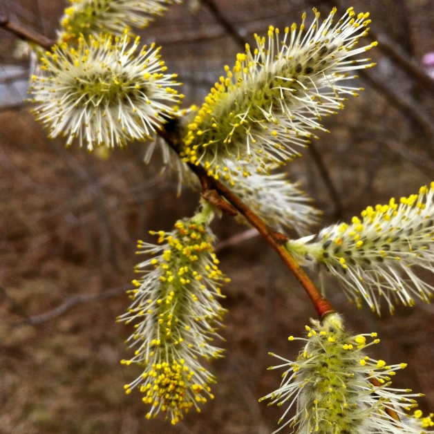 american willow male catkins salix discolor