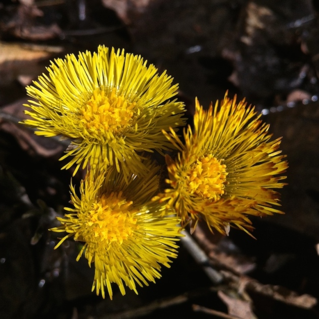 coltsfoot southern vermont april 2015