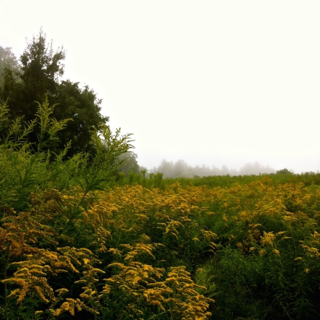 goldenrod fog guilford vt aug 2015
