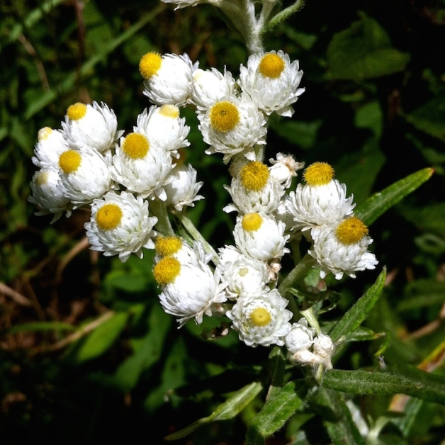pearly everlasting searsburg vt 2015