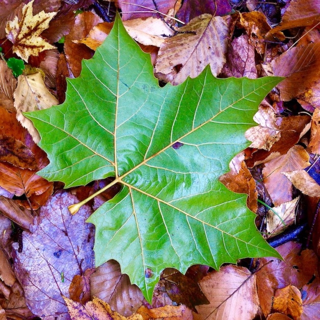 sycamore leaf forest floor oct 2015