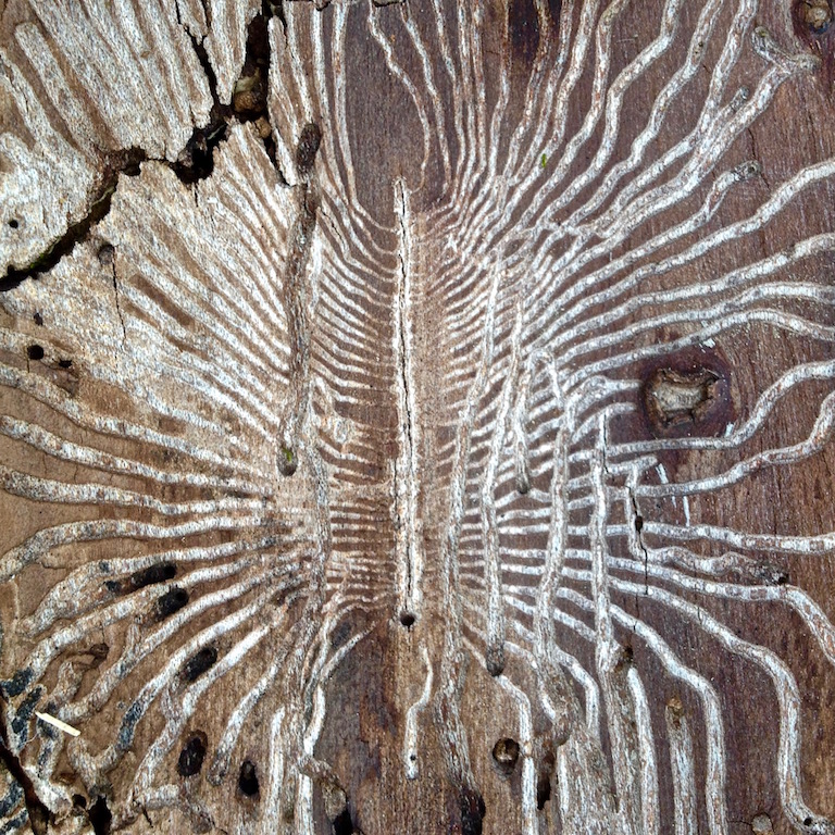 bark beetle pattern