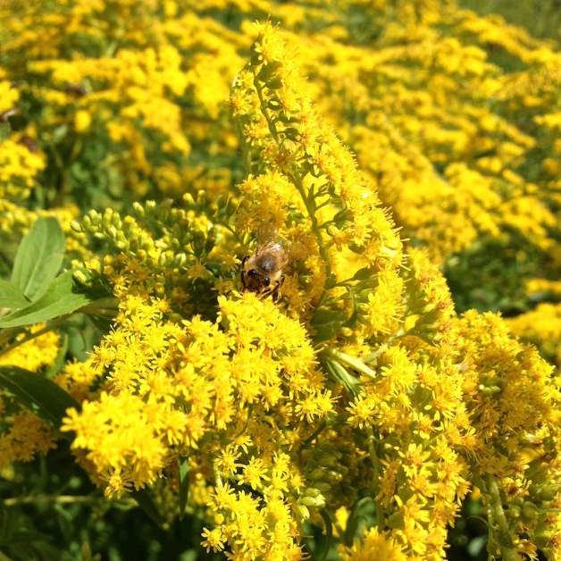 goldenrod honeybee brattleboro vt