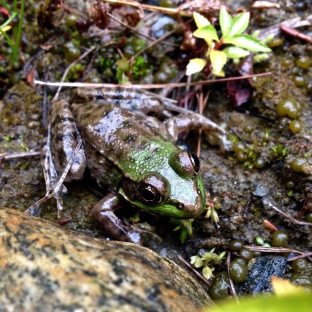 green-frog-october-brattleboro-vt