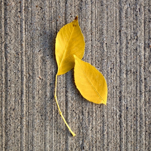 hickory-leaves-concrete-october