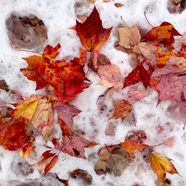 maple-leaves-snow-october