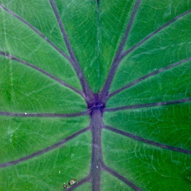 leaf-vein-smith-greenhouse