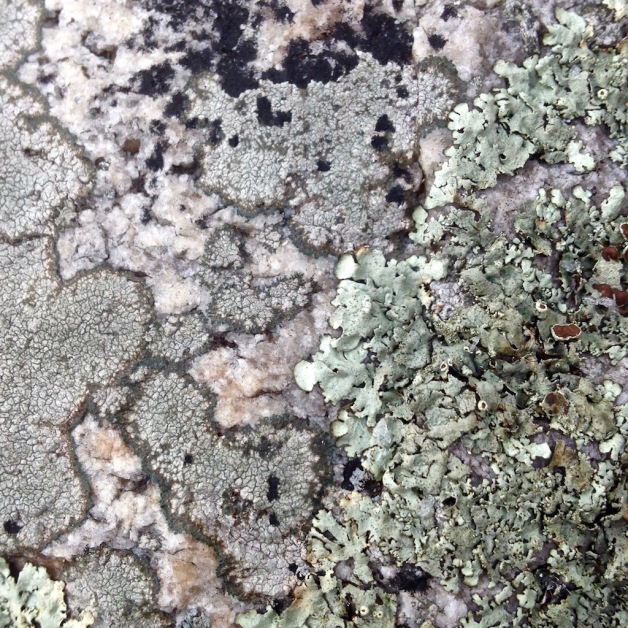 lichens-granite-winter-black-mountain