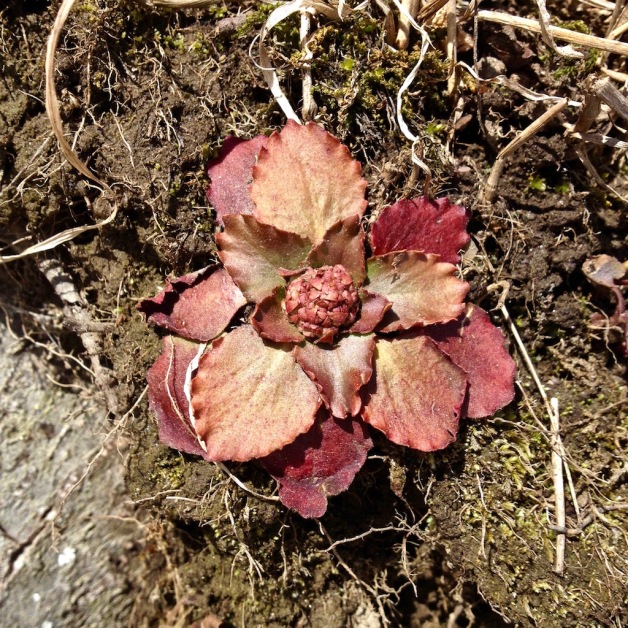 early saxifrage west river march 19 2017