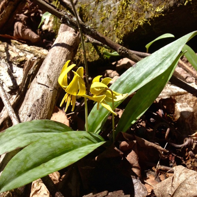 trout lily round mountain 2017