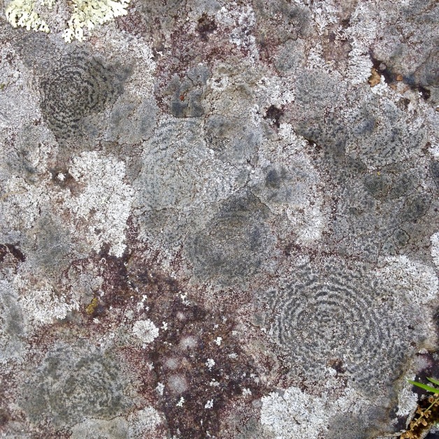 lichen great falls 2017