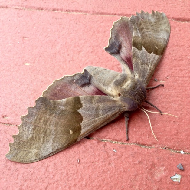 modest sphinx moth colrain 2017