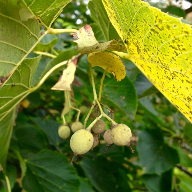 basswood seed colrain 2017