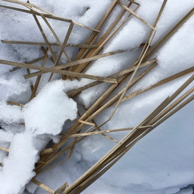 cattails west river march 2018