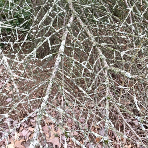 spruce boughs lichen brattleboro 2018