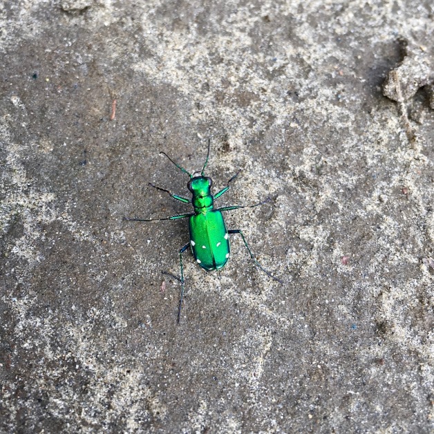 six spotted tiger beetle west river brattleboro 2018