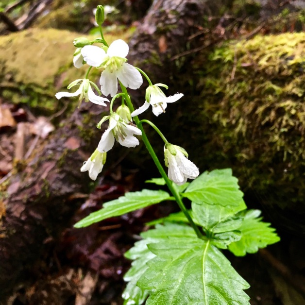 two leaved toothwort guilford 2018
