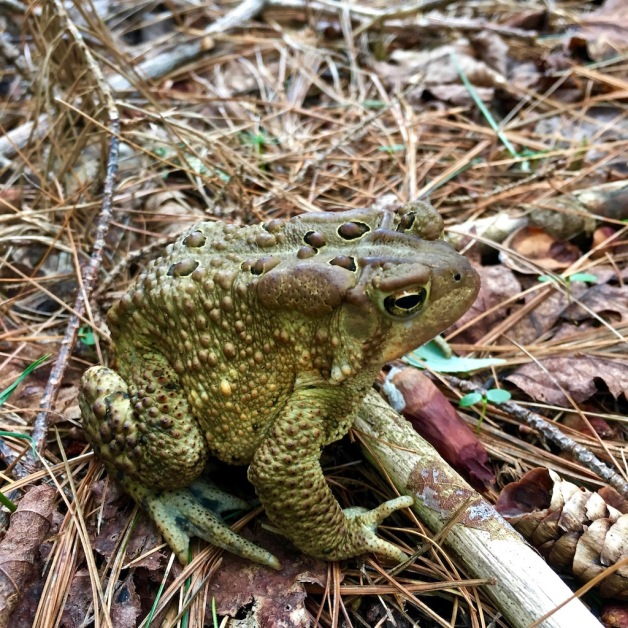 american toad rochester 2018