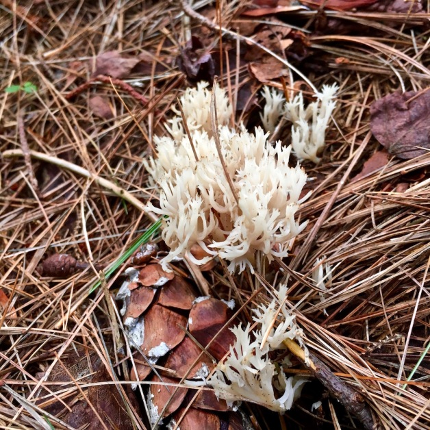 coral fungus rochester 2018