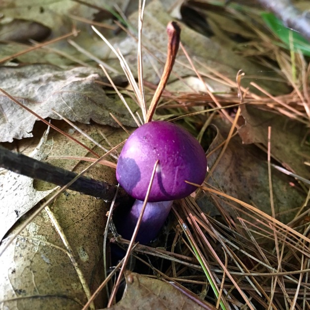 violet cort mushroom montague 2018