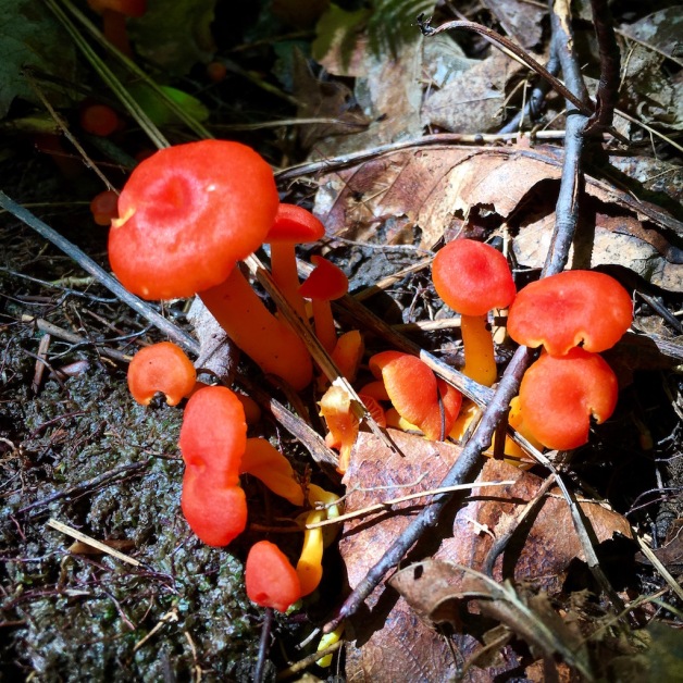 waxy cap mushroom rochester 2018