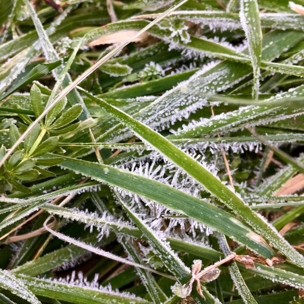 frosted grass brattleboro 2018