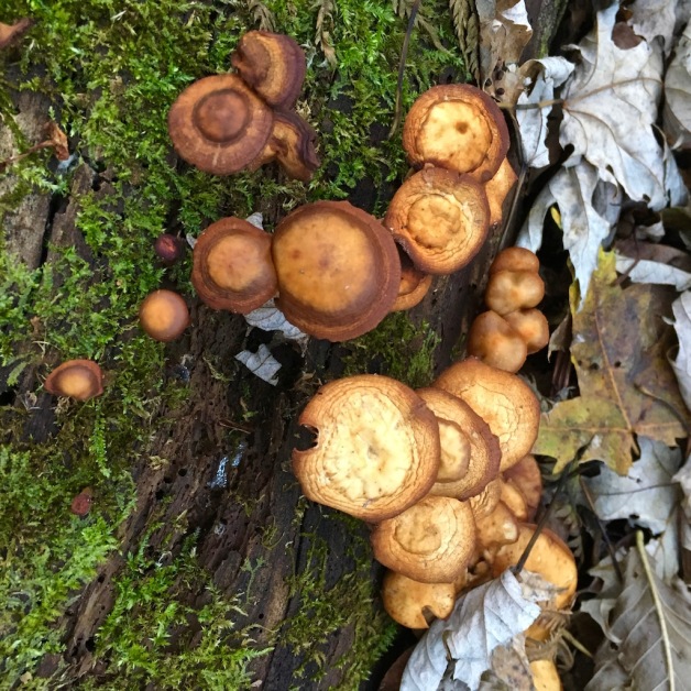 late honey mushroom east putney 2018