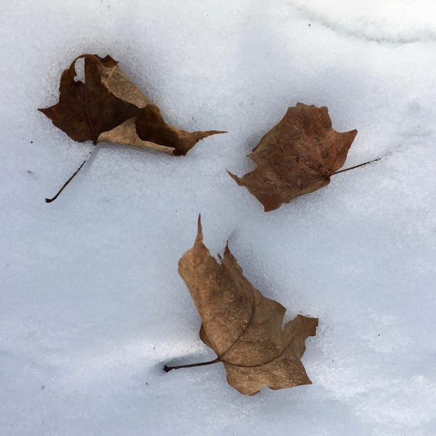 maple leaves february snow brattleboro 2019