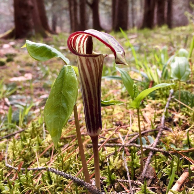 Jack in the pulpit brattleboro pleasant valley 2019