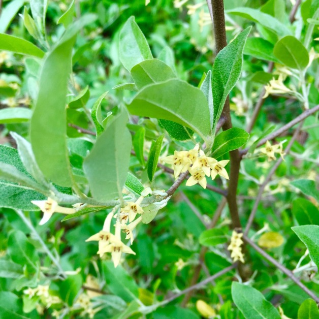 autumn olive vernon 2019