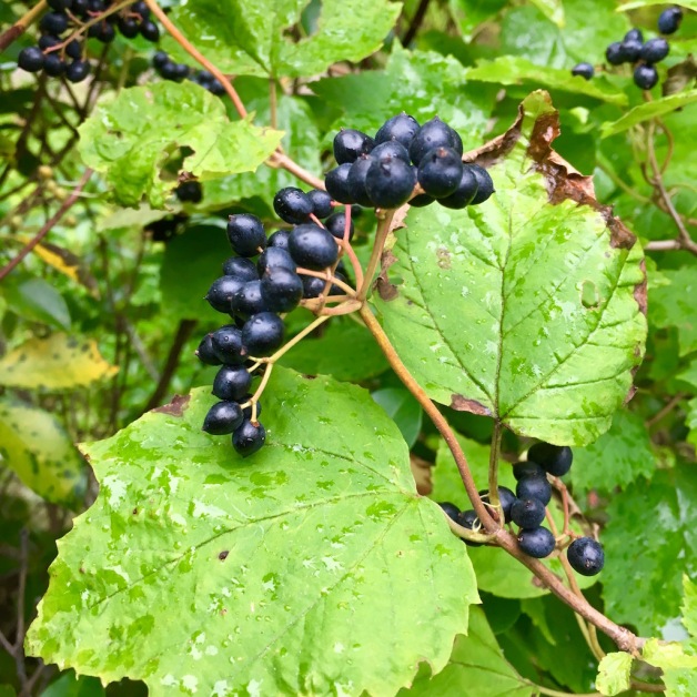 mapleleaf viburnum berries hinsdale