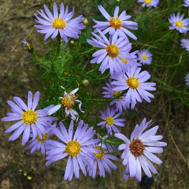stiff aster chesterfield nh