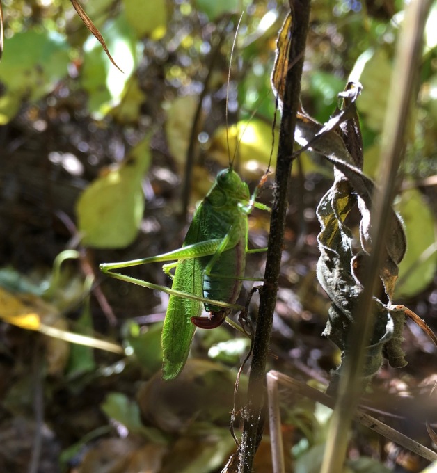 oblong winged katydid brattleboro