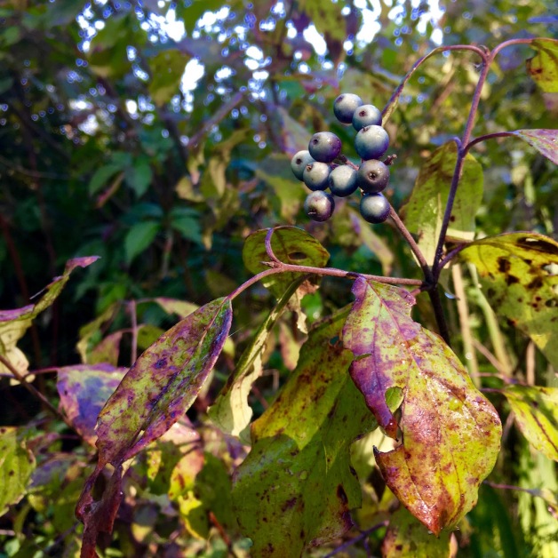 silky dogwood berries brattleboro