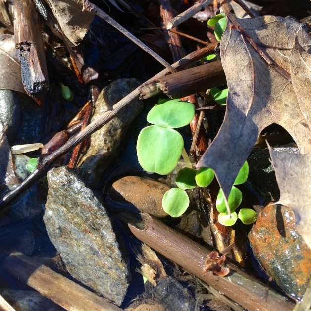 jewelweed sprouts west river march 15