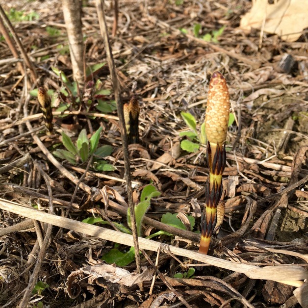 horsetail sprout putney 2020