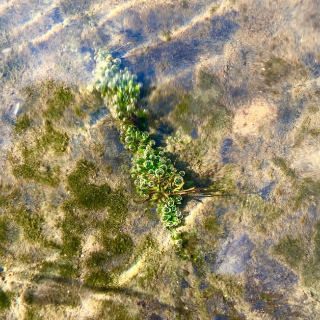 west river moss bubbles 2020