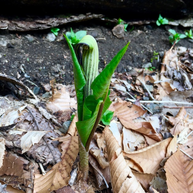 jack in the pulpit brattleboro 2020